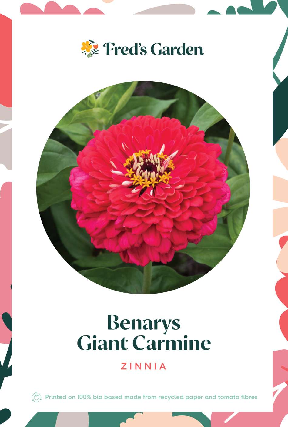 Zinnia 'Benary's Giant Carmine' (frö)